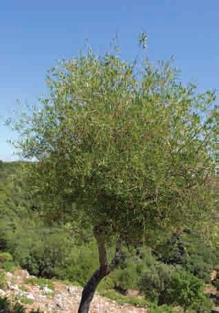 tolerado por los musgos, helechos y algunas especies esciófilas (adaptadas a lugares con muy poca luz) de porte herbáceo y arbustivo, como es el caso del aro (Arum italicum), el rusco (Ruscus
