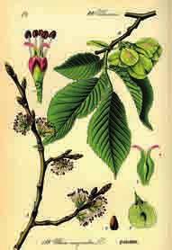 madreselva (Lonicera caprifolium), almez