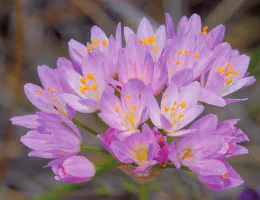 GUÍA DE LOS PAISAJES DEL PINSAPAR Ajo rosado (Allium roseum). Salicaria (Lythrum salicaria).