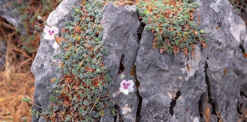 marifolium subsp origaniufolium, Herniaria baetica, Hieracium baeticum, Hormathophylla spinosa, Iberis nazarita e I.