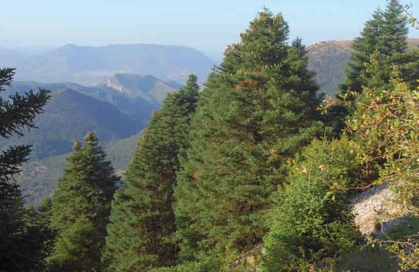 ESCENARIO FLORÍSTICO Y SUS INTÉRPRETES: LAS PLANTAS En el área de distribución que ocupa Abies pinsapo, el Parque Natural Sierra de las Nieves es el único macizo montañoso de Andalucía occidental