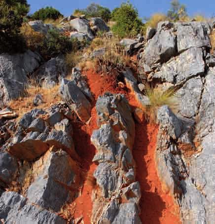 ESCENARIO FLORÍSTICO Y SUS INTÉRPRETES: LAS PLANTAS Afloramiento rocoso en la Sierra de Grazalema.