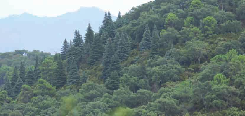 ESCENARIO FLORÍSTICO Y SUS INTÉRPRETES: LAS PLANTAS Disposición catenal de la vegetación respecto a los pisos bioclimáticos en la Sierra de las Nieves y Sierra Bermeja.