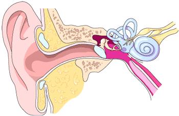 Nervio auditivo Oído