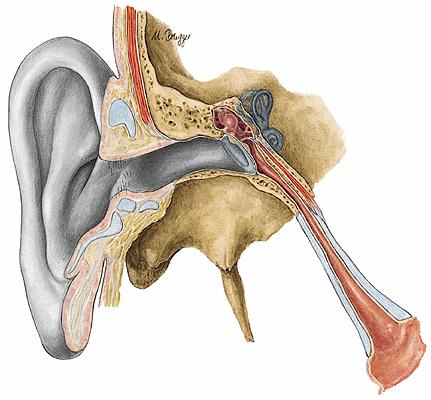 2. RECUERDO ANATÓMICO DEL OÍDO El oído es una estructura compleja formada por tres partes principales: el oído externo, el medio y el interno. Figura 1.