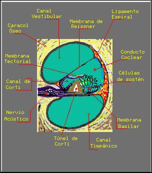 - Cresta basilar dónde se inserta la membrana basilar. Cara inferior: Constituida por la membrana basilar, que va de la lámina espiral ósea a la cresta basilar.