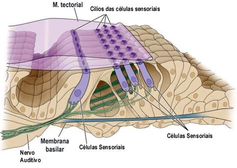 ciliadas externas, con falanges y los pilares unidos por estrechas uniones forman la membrana reticular. Fibras Nerviosas: que se dirigen hacia el órgano de corti.