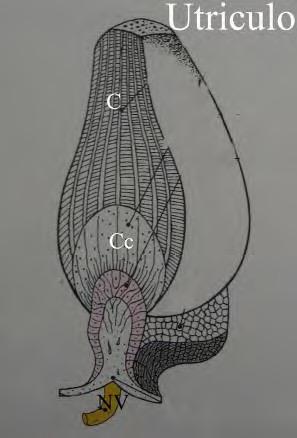 Figura 8. Figura adquirida de Atlas de los órganos de la audición y equilibrio de Leblanc A. ISBN 84-07-002127 Nv. Nervio vestibular, C. Cúpula, Cc. Células ciliadas. Figura 9.