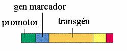 Creación de plantas transgénicas Detección de transgénicos en una mezcla con una sensibilidad 0,1%