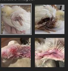 La Anemia infecciosa aviar (CAV) es causada por un virus ADN circular de la familia Circoviridae La enfermedad clínica se manifiesta en la progenie de 12 a 17 días después de la eclosión y persiste