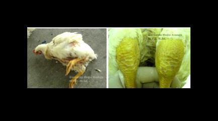 Inflamación articular tibiotarsal en pollos de engorde.
