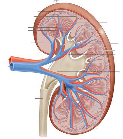 Vascularización del riñón Arteria interlobular Arteria renal Arteria arcuata