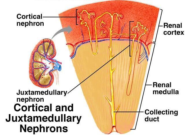 Las nefronas se dividen en dos tipos de acuerdo a su disposición en el riñón: corticales y