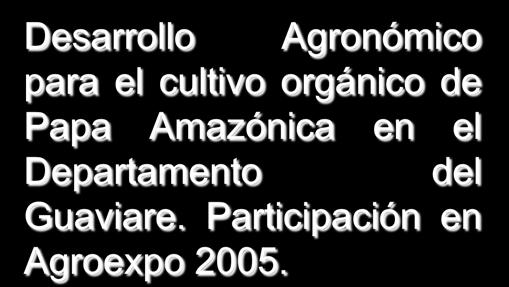 el cultivo orgánico de Papa Amazónica en el
