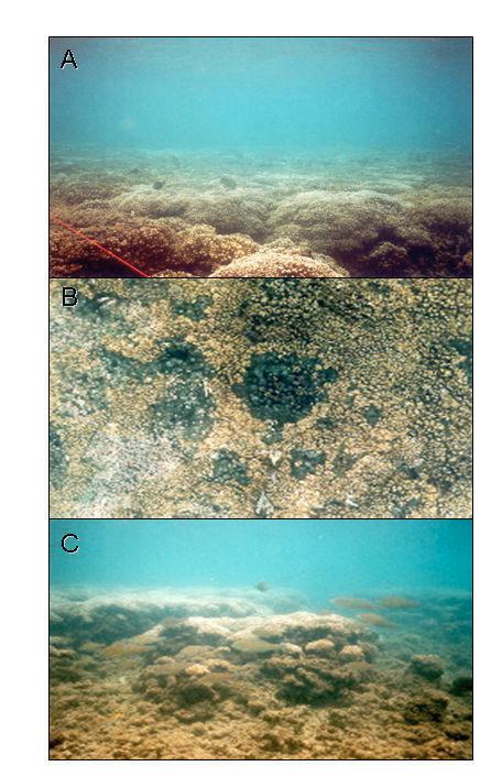 Figura 6: Principales tipos de sustratos en el arrecife de Playa Blanca.
