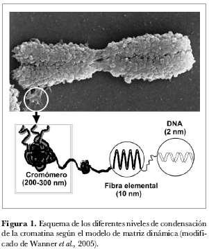Estructura del cromosoma: Se puede analizar la estructura de un cromosoma en 3 niveles distintos: a) A nivel de microscopio óptico b) A nivel de microscopio electrónico c) A nivel molecular o químico