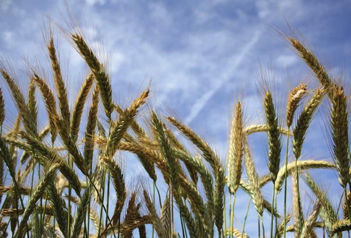 Ensayos de fertilización de trigo en siembra directa Estrategias de fertilización en el cultivo de colza Fertilización nitrogenada de la cebada cervecera en regadío El calcio y el magnesio en la