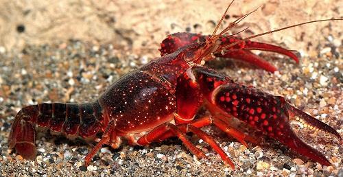 hábitats causando problemas ambientales, económicos y sociales. Ejemplar de cangrejo rojo americano 3.