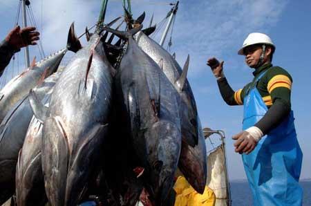 ballenas, los peces, venados. Muchas de ellas ahora se encuentran en peligro de extinción. Sobreexplotación de atún rojo 4.