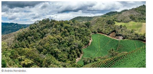COLOMBIA BanCO2 Servicios bancarios para proteger los bosques 72 empresas contribuyendo a conservar 13,000 ha de bosques y generar ingresos para