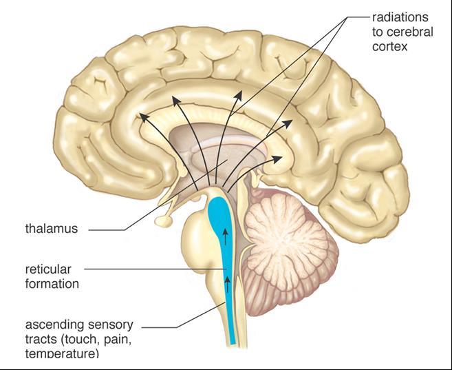 Cerebro medio o mesencéfalo Formación reticular: envía