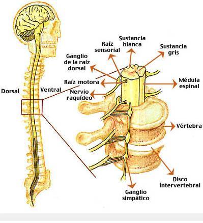 Médula espinal Haz de nervios que sirven de