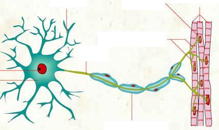 Anatomía de la Neurona
