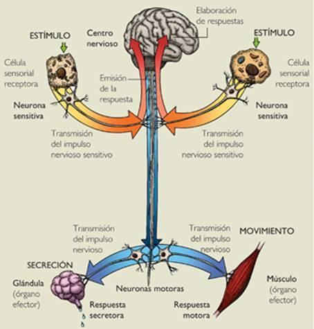 Neuronas aferentes o sensitivas.