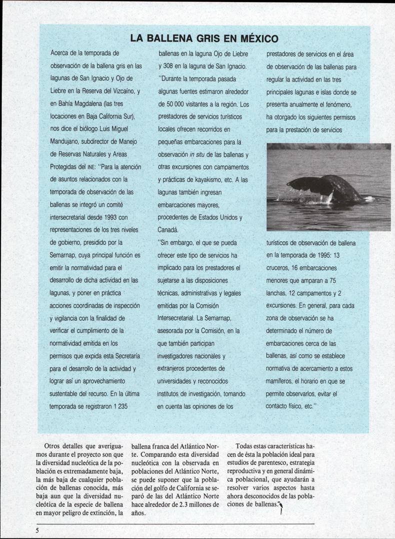 LA BALLENA GRIS EN MÉXICO Acerca de la temporada de observación de la ballena gris en las lagunas de San Ignacio y Ojo de Liebre en la Reserva del Vizcaíno, y en Bahía Magdalena (las tres locaciones