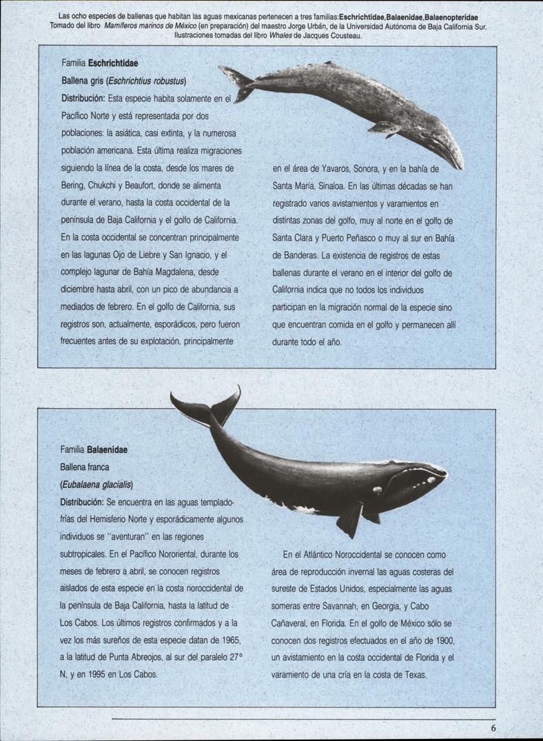 Las ocho especies de ballenas que habitan las aguas mexicanas pertenecen a tres familias:eschrichtidae,balaenidae,balaenopteridae Tomado del libro Mamíferos marinos de México (en preparación) del