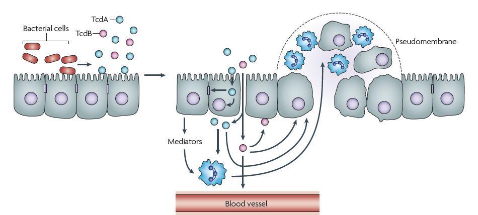 Acción de toxinas Glicosilación de proteinas Rho, con destrucción del citoesqueleto de actina efectos citotóxicos y alteración de la barrera