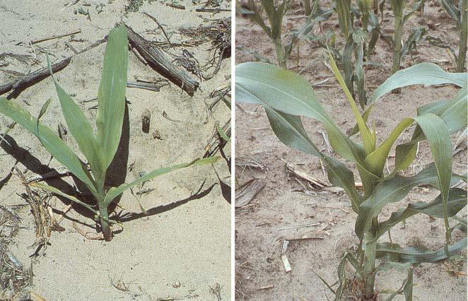 Respuesta Deficiencia a la fertilización de con azufre P y S en maíz en la región pampeana norte (Promedio de 13