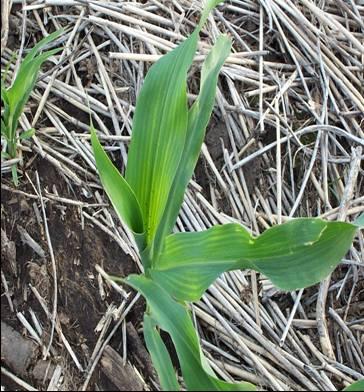Deficiencia de Zn en maíz Amarillamiento internerval observable en las hojas más desarrolladas