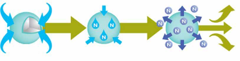 capas El nitrógeno se mueve a tras del polímero Fuente: http://www.