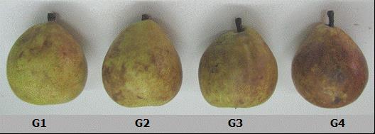 17 la superficie total del fruto con manchas; Grado 2 (moderado): más del 25% y menos del 50% de la superficie total del fruto con mancha; Grado 3 (severo): más del 50% y menos del 75% de la