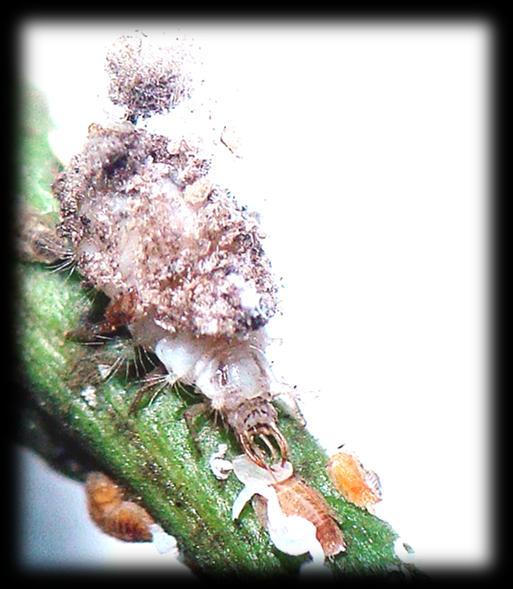 Pruebas de Bioseguridad vs Entomófagos y Mamíferos Aislamiento Olla v-nigrum (Larvas y adultos) Micosis Apis mellifera
