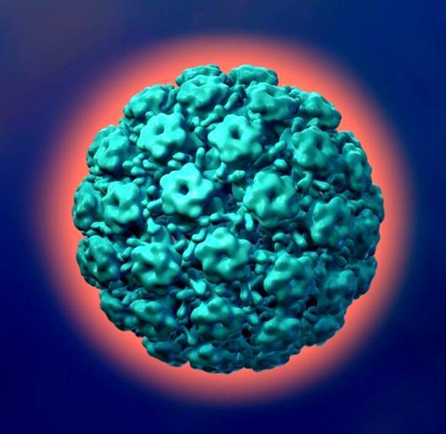 VPH Virus DNA de doble hebra circular, no envuelto >100 Tipos Identificados ~30 40 anogenital ~15 20 oncogénicos o de ALTO RIESGO VPH 16 y HPV 18 responsables de la