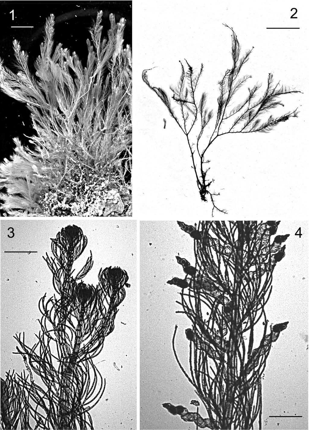 66 FIGS 1-4. Lophocladia trichoclados (Mertens ex C. Agardh) Schmitz. Fig. 1. Aspecto general del hábito en el medio natural (Escala = 5 mm). Fig. 2.