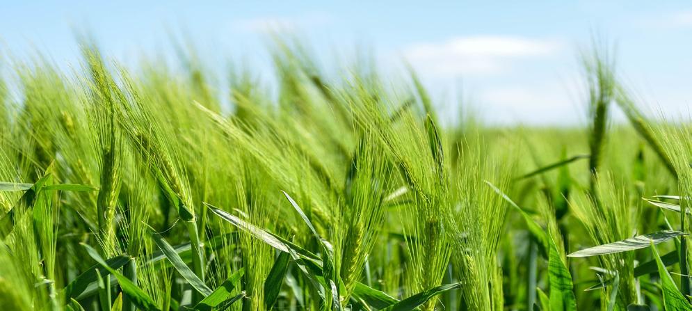 Presentación L a, a través de la Dirección de Estadística Agraria, presenta el documento Informe de Seguimiento Agroeconómico ISA correspondiente al cuarto trimestre del año 20.