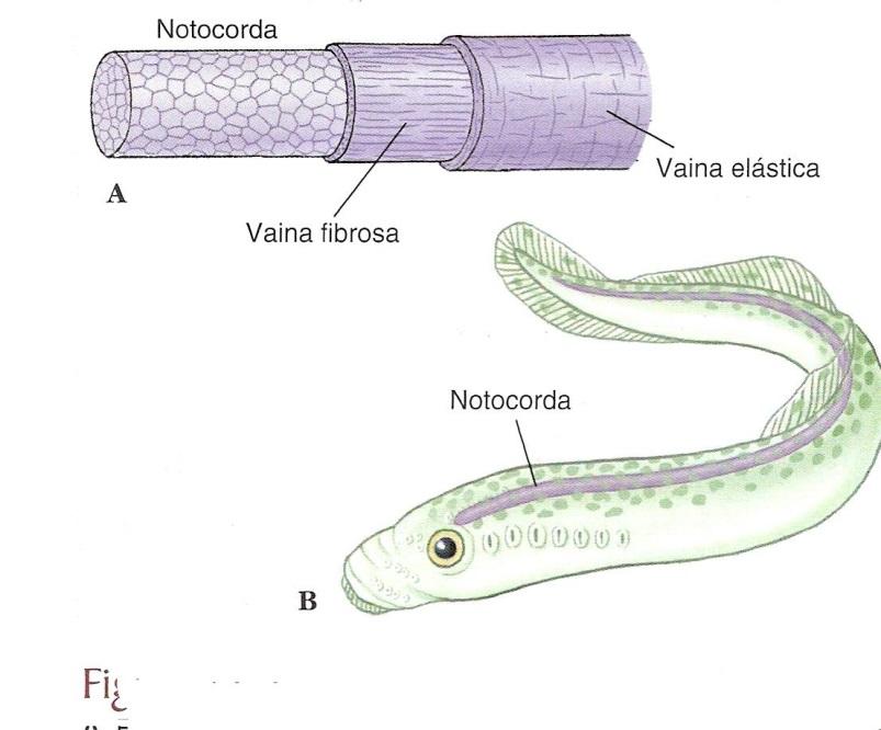 Notocorda Varilla flexible semirígida formada por células vacuoladas turgentes cubiertas por las vainas fibrosa y elástica.