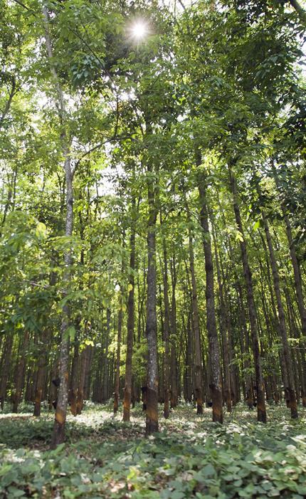 HISTORIA Y DESCRIPCIÓN PROYECTO: Los bosques de hule natural son sembrados por 36 años con un compromiso para re siembra.