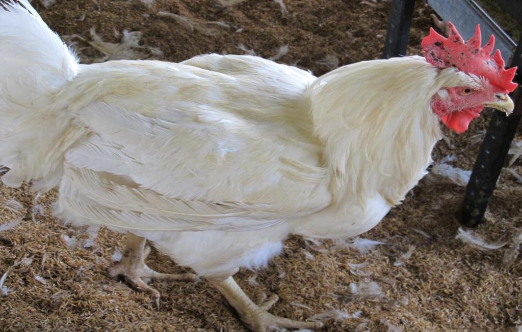 La muda forzada en los gallos: Por esa velocidad de recuperación del peso y el consiguiente reinicio de la