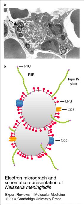 La proteína I (PI) Es otro componente estructural que se extiende por la membrana externa del gonococo, se encuentra en trímeros que forman poros en la superficie.