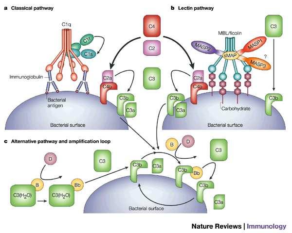 PRRs Solubles MBL: receptor de lectina tipo C soluble.inicia la ruta de las Lectinas del complemento.