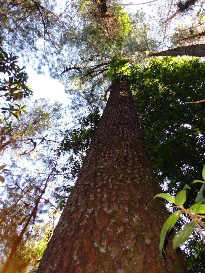 homogeneizar la estructura de las masas forestales en los
