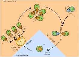 És el cas dels animals i algunes algues Cicles biològics - Cicle haploide La fase diploide només es troba