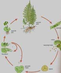 Cicles biològics - Cicle haplodiploide Les dues fases desenvolupen formes pluricel lulars amb capacitat reproductiva.
