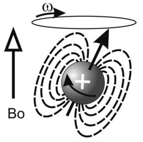 Figura 2.2: Movimiento de precesión. [PK12] λ Constante giromagnética nuclear La constante giromagnética nuclear, λ, es una propiedad de cada núcleo, y suele venir expresada en MHz/T.