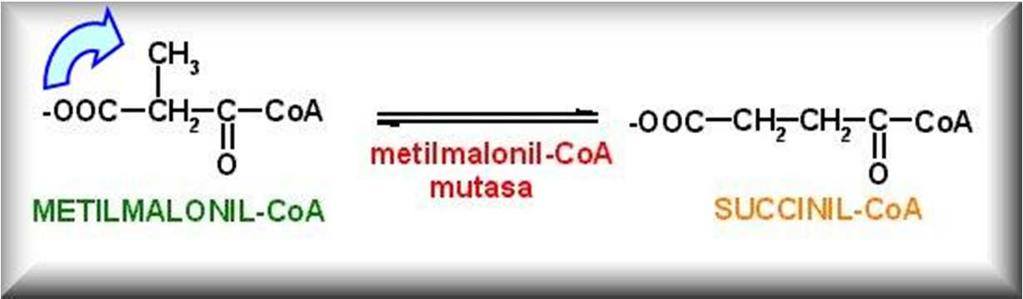 Enzimas Clasificación De acuerdo a la reacción catalizada: 5) Isomerasas: Transferencia