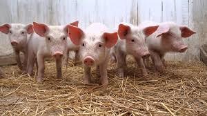 Aflatoxinas cerdos Efectos carcinogénicos Inmunosupresión Efectos hepatotóxicos Efectos nefrotóxicos Alta incidencia de cáncer en los